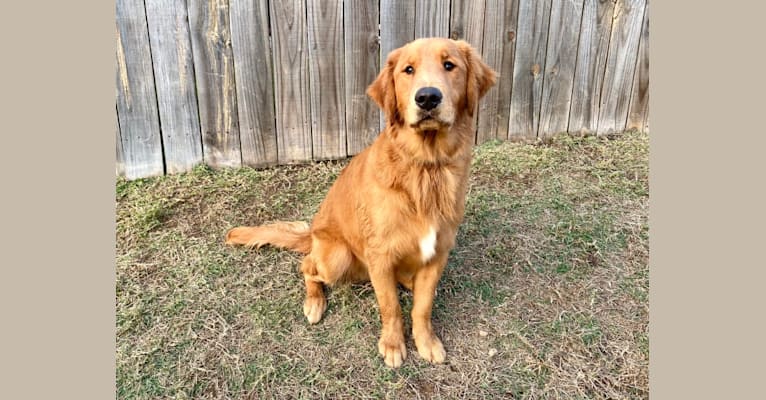 Photo of Rooster, a Golden Retriever 