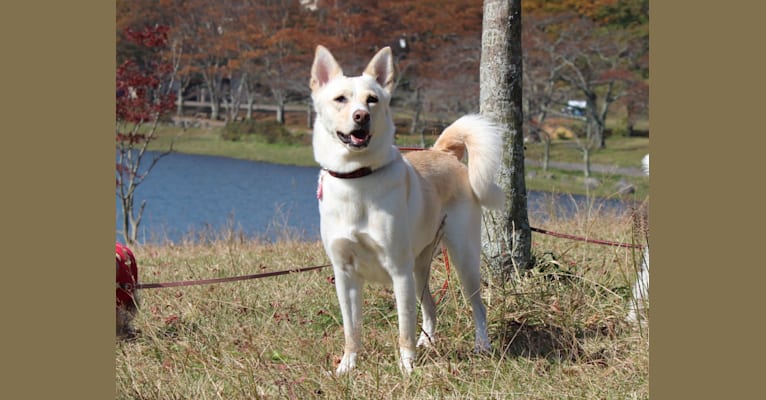 Embark Dog Dna Test Breed