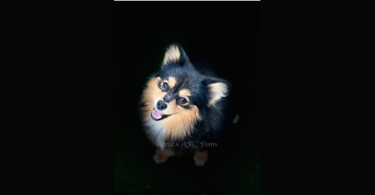 Esme, a Pomeranian tested with EmbarkVet.com
