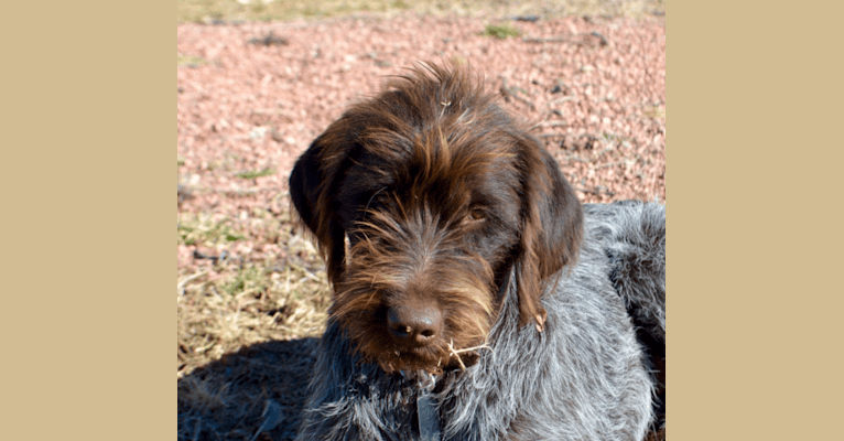 Photo of Luna, a Wirehaired Pointing Griffon  in Fort Lupton, CO, Fort Lupton, CO, USA