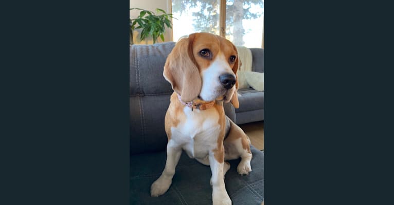 Clover, a Beagle tested with EmbarkVet.com