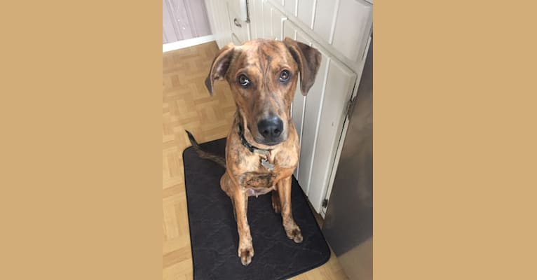 River Bank, a Doberman Pinscher and Boxer mix tested with EmbarkVet.com