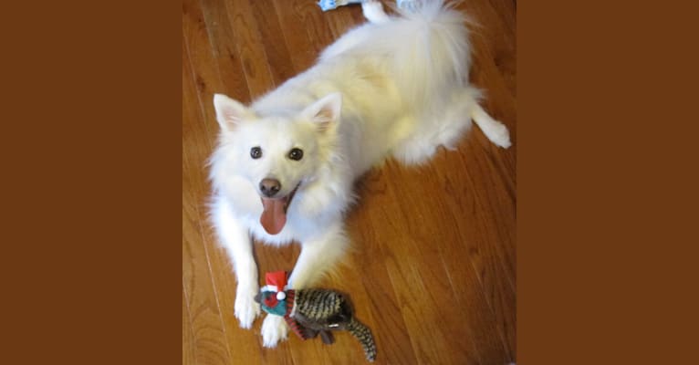 Photo of Orion Odell, an American Eskimo Dog  in Rolla, Missouri, USA