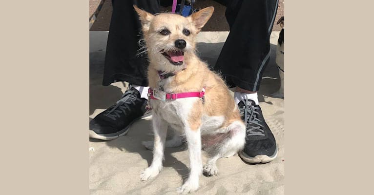 Penny, a Chihuahua and Pomeranian mix tested with EmbarkVet.com