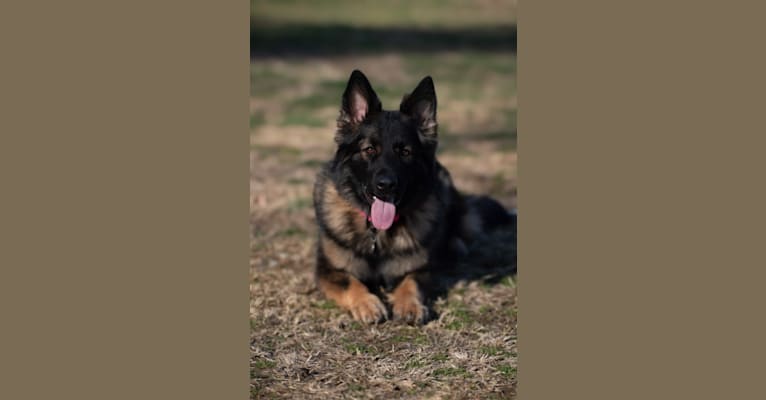 Torvi, a German Shepherd Dog tested with EmbarkVet.com