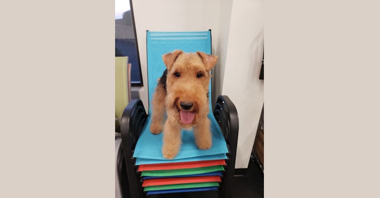 Sunny, a Welsh Terrier tested with EmbarkVet.com