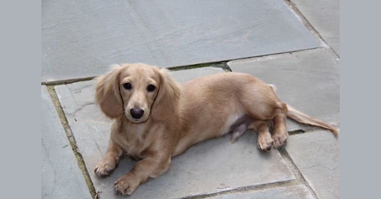 Photo of Oliver (Ollie) von Frederick, a Dachshund  in Durham, NC, USA