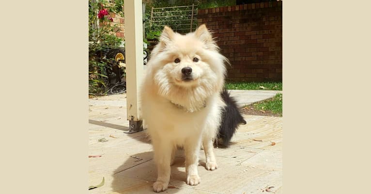 Ghost, a Finnish Lapphund tested with EmbarkVet.com