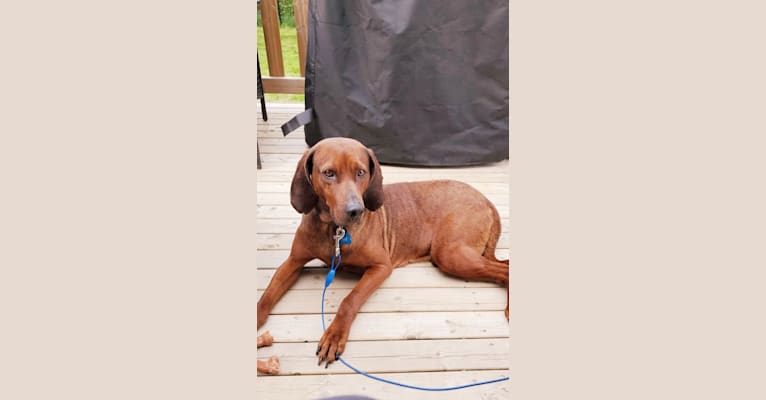 Photo of Banjo, a Redbone Coonhound  in Fredericton, New Brunswick, Canada