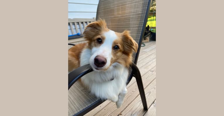 Bailey, a Collie and Shetland Sheepdog mix tested with EmbarkVet.com