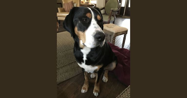 Gabby, a Greater Swiss Mountain Dog tested with EmbarkVet.com