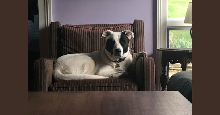 Photo of Hugo, an American Pit Bull Terrier, German Shepherd Dog, Border Collie, Great Pyrenees, American Staffordshire Terrier, and Mixed mix in Oklahoma, USA