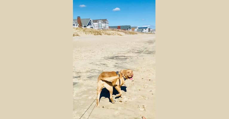 Max, a Labrador Retriever and Treeing Walker Coonhound mix tested with EmbarkVet.com