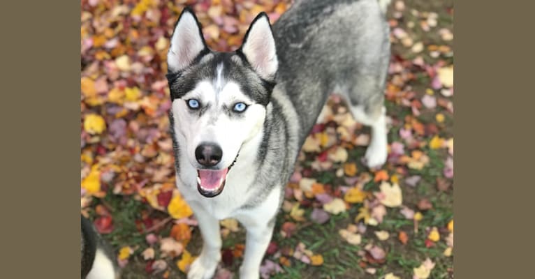 Kenzie Mae, a Siberian Husky and German Shepherd Dog mix tested with EmbarkVet.com