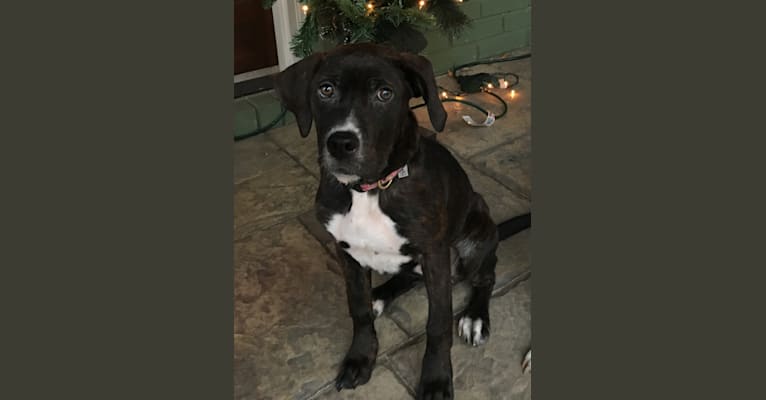 Bonnie, a Staffordshire Terrier and Beagle mix tested with EmbarkVet.com