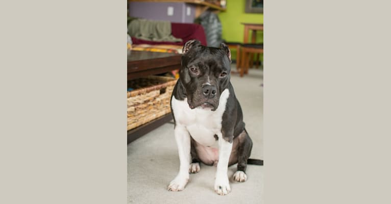 Rita, an American Bully and American Pit Bull Terrier mix tested with EmbarkVet.com