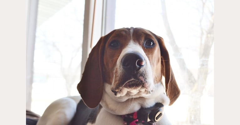 Luna, a Treeing Walker Coonhound tested with EmbarkVet.com