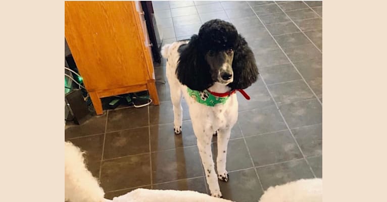 Benjamin Benji Bentley Benson, a Poodle (Standard) tested with EmbarkVet.com
