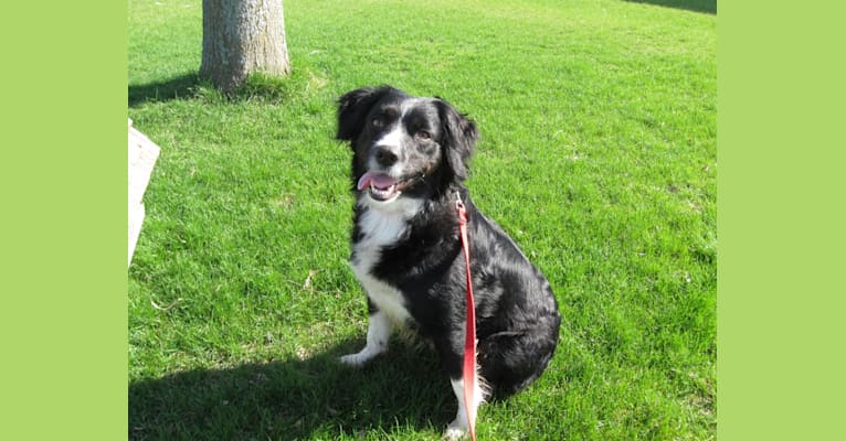 Chrissy, a Brittany and Australian Shepherd mix tested with EmbarkVet.com