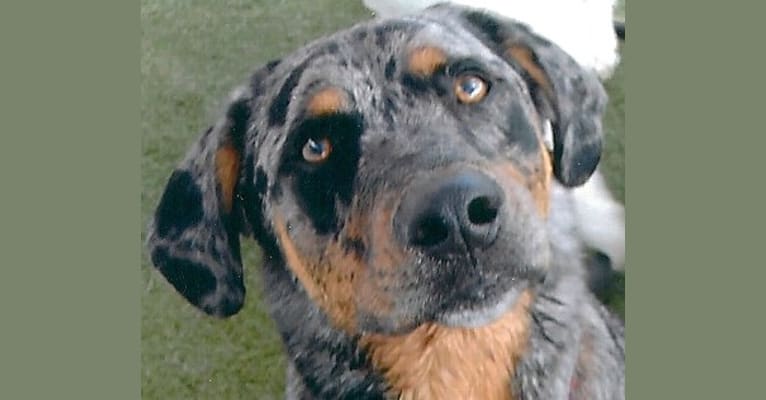 Flynn, a Catahoula Leopard Dog and Labrador Retriever mix tested with EmbarkVet.com