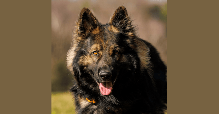 Rewir, a German Shepherd Dog tested with EmbarkVet.com