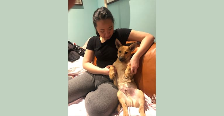 Goober, a Chihuahua and Chow Chow mix tested with EmbarkVet.com