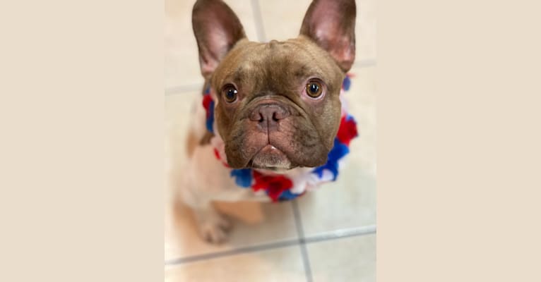 Winston, a French Bulldog tested with EmbarkVet.com