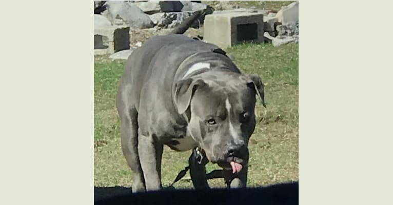 Photo of Riggz, an American Bully  in Scarborough, Toronto, ON, Canada