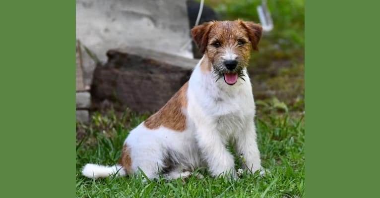 Deuce, a Russell-type Terrier tested with EmbarkVet.com