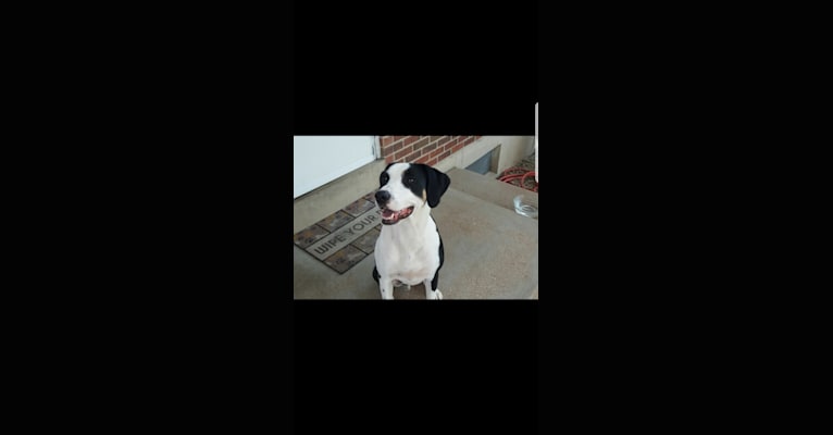 Beau Flynn, a Staffordshire Terrier and Labrador Retriever mix tested with EmbarkVet.com