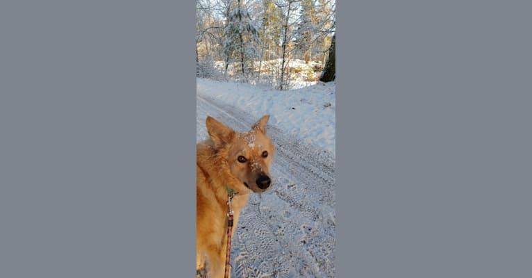 Tembi, an Eastern European Village Dog tested with EmbarkVet.com