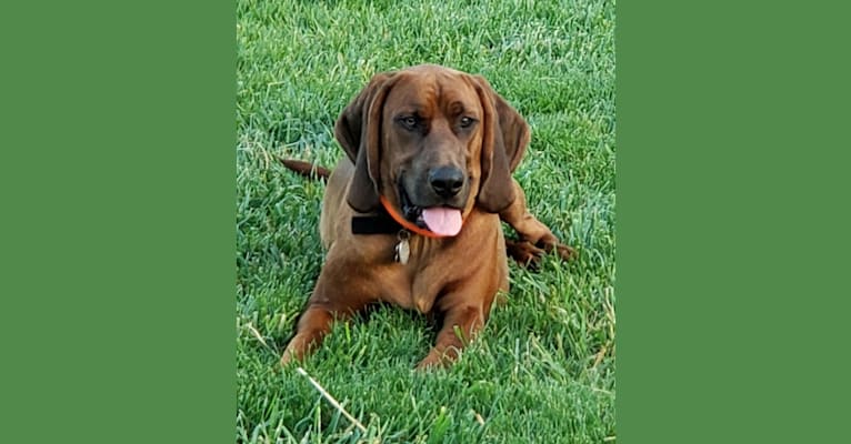 Boone, a Redbone Coonhound tested with EmbarkVet.com