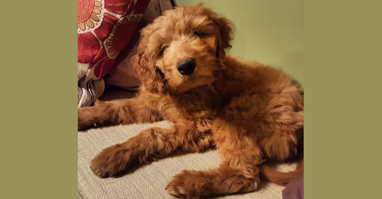 Miss Nellie Mae, a Goldendoodle tested with EmbarkVet.com