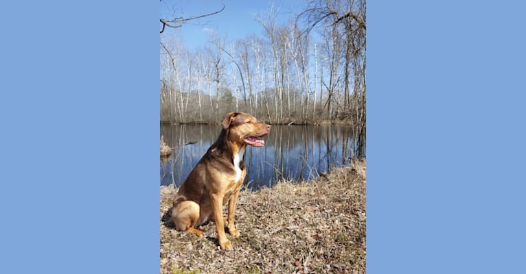 Photo of River, an American Pit Bull Terrier, German Shepherd Dog, American Staffordshire Terrier, and Mixed mix in Newaygo, Michigan, USA