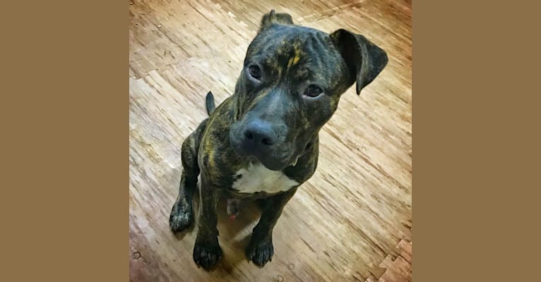 Kaiju, a Staffordshire Terrier and Bulldog mix tested with EmbarkVet.com
