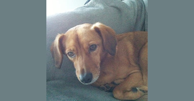 Chloe, a Formosan Mountain Dog and Beagle mix tested with EmbarkVet.com