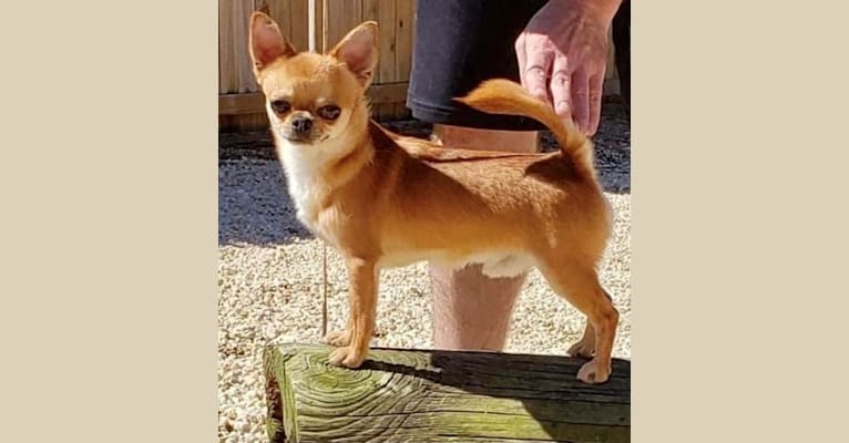 Logan, a Chihuahua tested with EmbarkVet.com