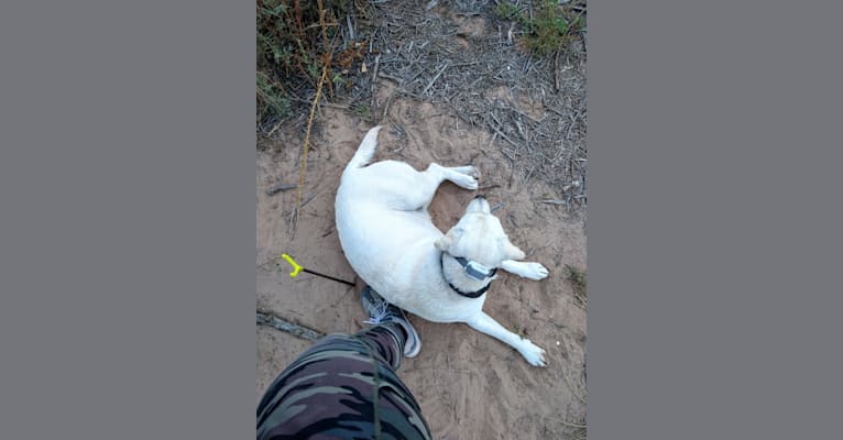 Photo of Missy, a Labrador Retriever  in Corrales, NM, USA