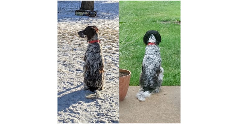 Sultan, an English Setter tested with EmbarkVet.com