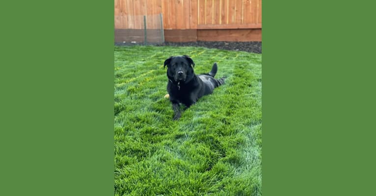 Luna, a Labrador Retriever and American Pit Bull Terrier mix tested with EmbarkVet.com