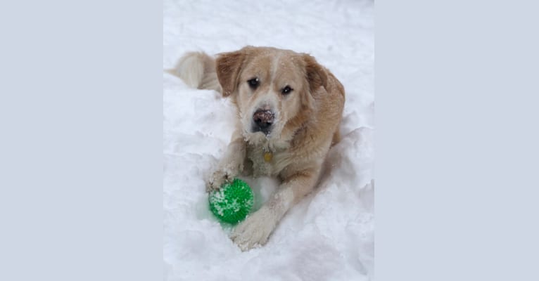 Zeus, a Saint Bernard and Anatolian Shepherd Dog mix tested with EmbarkVet.com