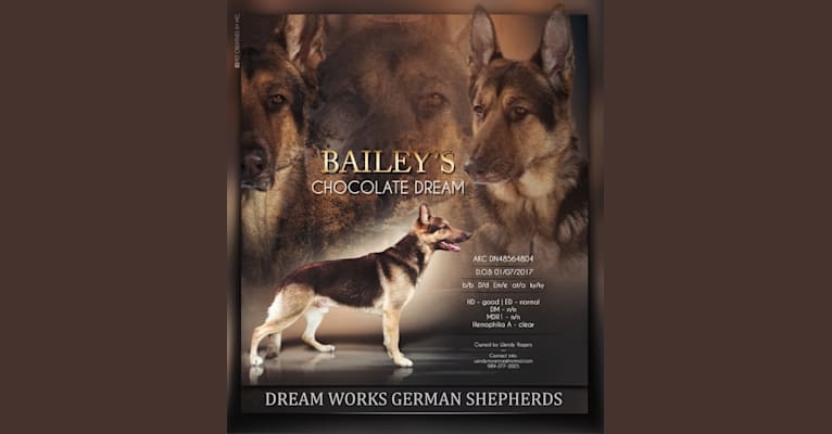 Baileys Chocolate Dream, a German Shepherd Dog tested with EmbarkVet.com