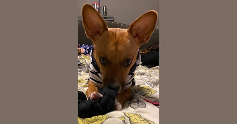 Photo of Scarlet, an Australian Cattle Dog, Chihuahua, American Pit Bull Terrier, and Mixed mix in Corona, California, USA