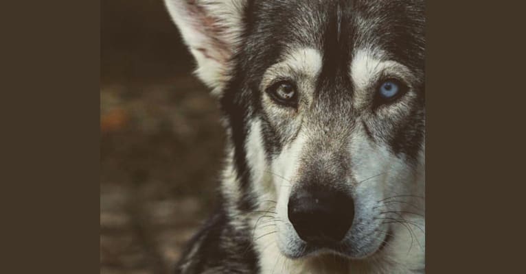 Photo of Thor, a German Shepherd Dog, Siberian Husky, and Alaskan Malamute mix