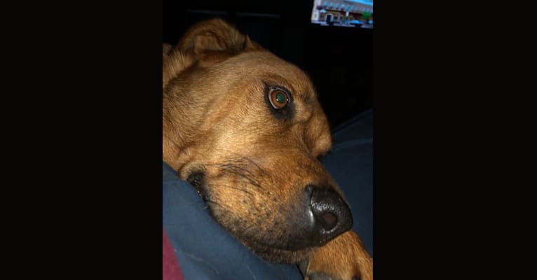 Dobie, a Rottweiler and German Shepherd Dog mix tested with EmbarkVet.com