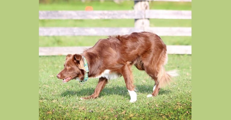 Cayenne, a Border Collie tested with EmbarkVet.com