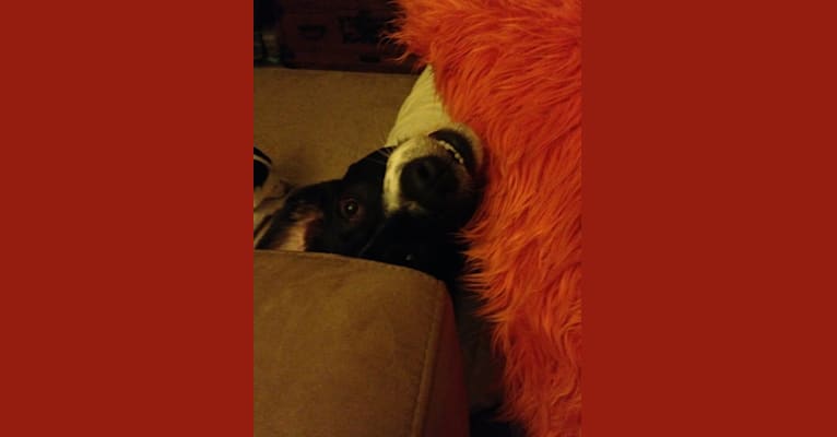 Alfie, an American Foxhound and Labrador Retriever mix tested with EmbarkVet.com