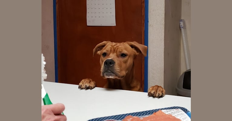 Ollie, an American Bulldog and Chow Chow mix tested with EmbarkVet.com
