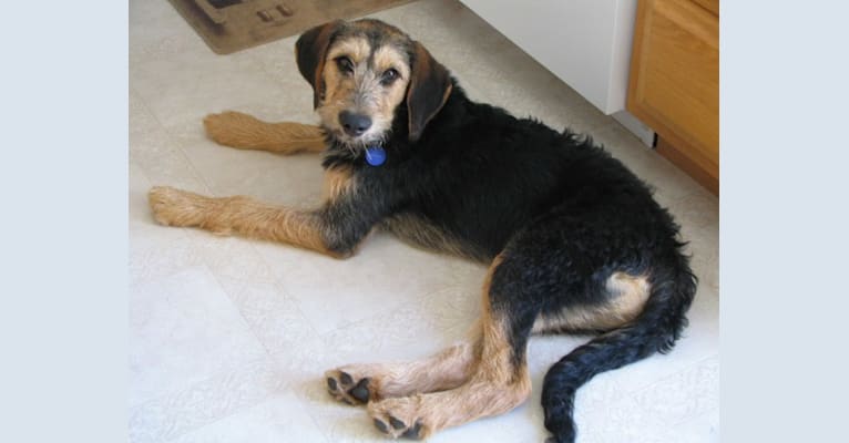 Sunny, an Airedale Terrier and Bluetick Coonhound mix tested with EmbarkVet.com