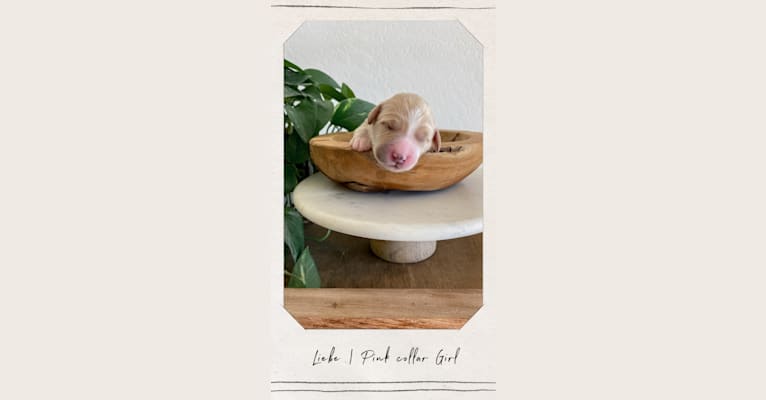 Liebe | Pink Girl, a Goldendoodle tested with EmbarkVet.com